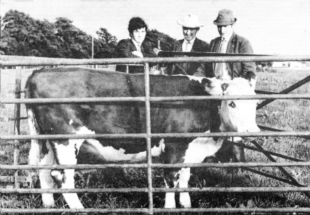 Guessing the weight of a cow at a 70s sports night.