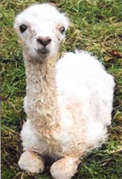 Toby the baby Llama.